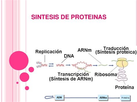 Descripcion De Proteinas