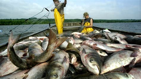 Even with DNA Detection, Asian Carp Continue to Evade Scientists