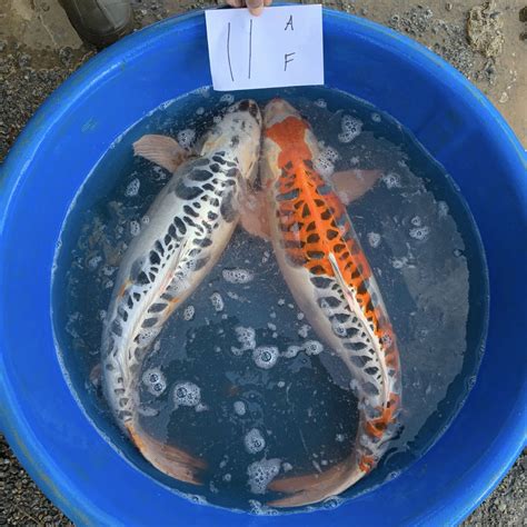 Koi Breeding Season: What You Need To Know | Next Day Koi