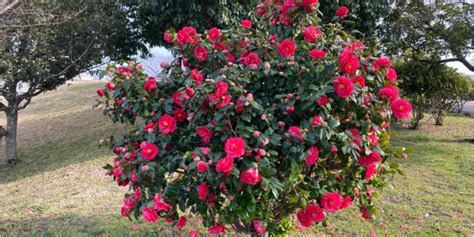 Pruning Camellias to maintain the shape, rejuvenate and remove dead, diseased or damaged growth ...