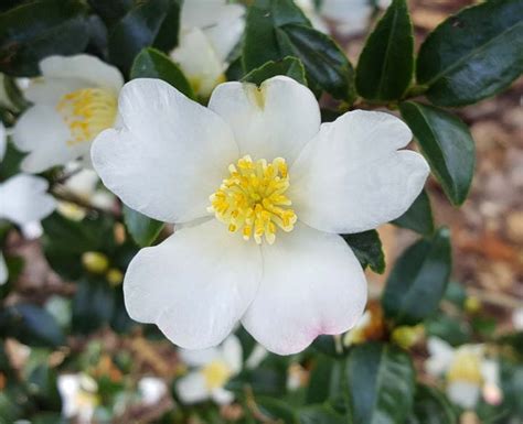 Camellia sasanqua