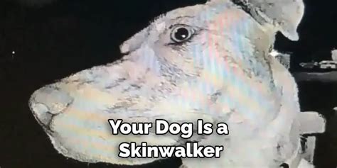 How to Know if Your Dog Is a Skinwalker | Described in 08 Steps