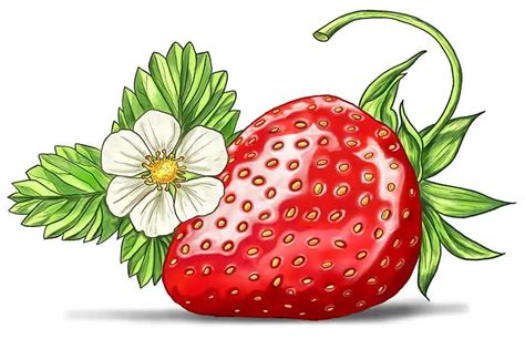 15+ How To Draw Strawberry - ToniChizara