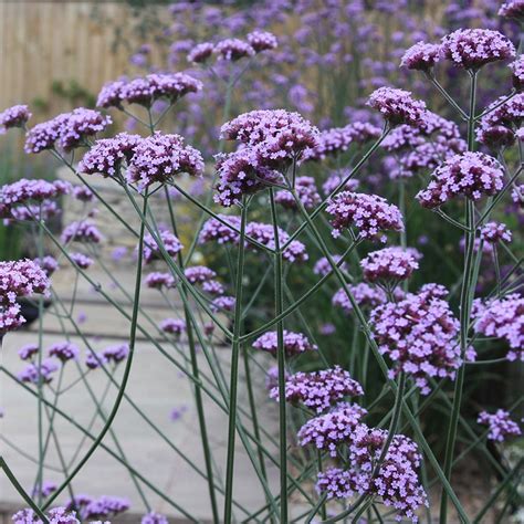 Verbena bonariensis y algunas combinaciones. – galicianGarden