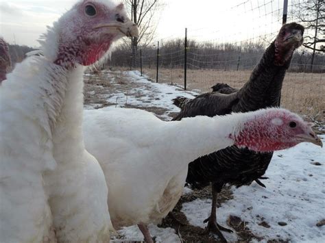 Raising Free Range Turkeys is a Joy! - Small Farmer's JournalSmall ...