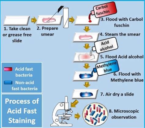 Identification of bacteria using staining techniques: Differential Staining