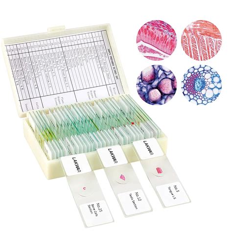 BEBANG STEM Science Kit: 30 Prepared Microscope Slides for Kids, Glass Slides, Biology Gifts ...