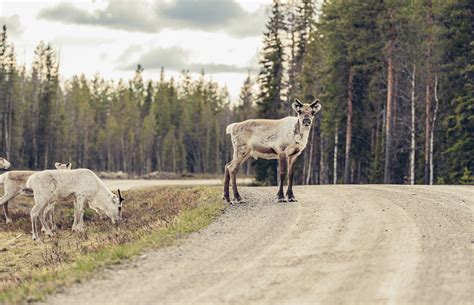 Wildlife in Sweden | Original Travel Blog - Original Travel