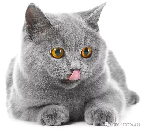 世界十大最贵的猫咪排行榜，第一竟然要61万人民币！_价格