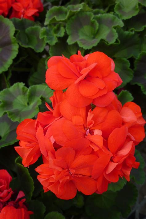 'Americana Red' geranium | Red geraniums, Geraniums, Beautiful flower quotes