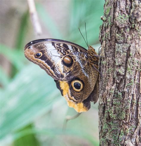 Scott's Images: Osa Peninsula Wildlife