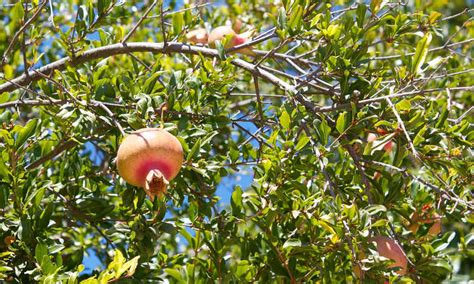 Pomegranate Tree: A Festive Winter Harvest | Epic Gardening