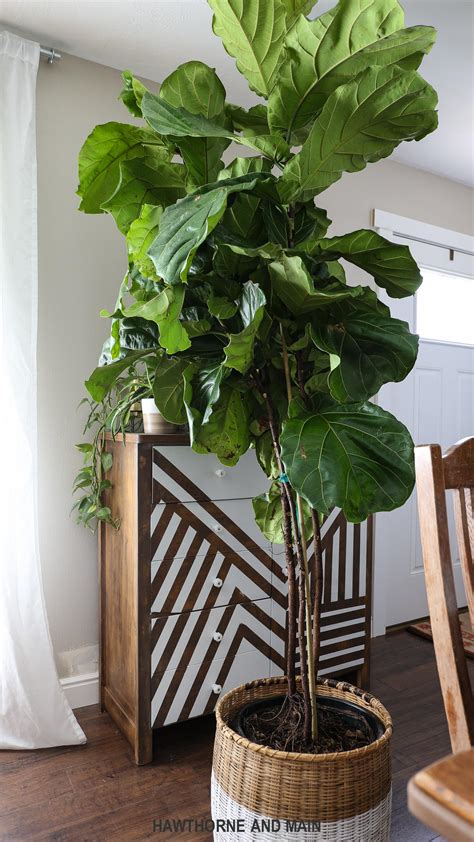 How to Care for a Fiddle Leaf Fig Tree – HAWTHORNE AND MAIN