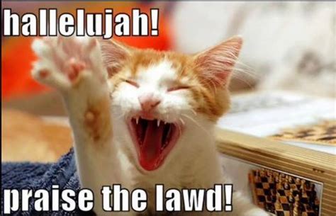 Hallelujah | Funny cat memes, Kittens funny, Funny cat pictures