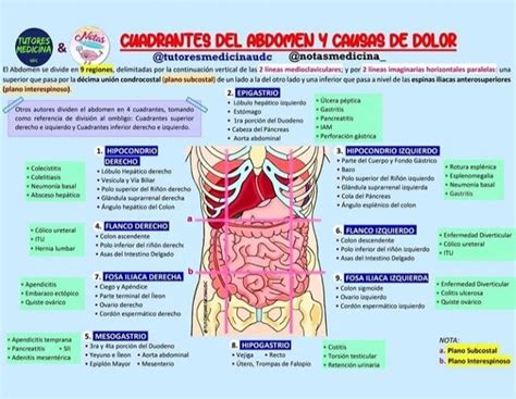 Semiología Abdomen y dolor Medicine Notes, Medical Anatomy, Med School, Workout Videos, Katy ...