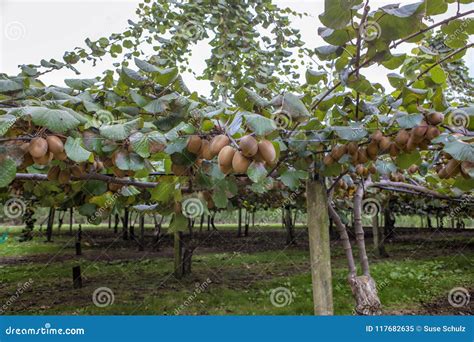 Golden Kiwi Fruits stock image. Image of detail, foods - 117682635