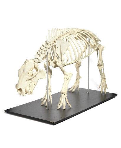 Hippo skeleton auctions for $18,000 at Bonhams