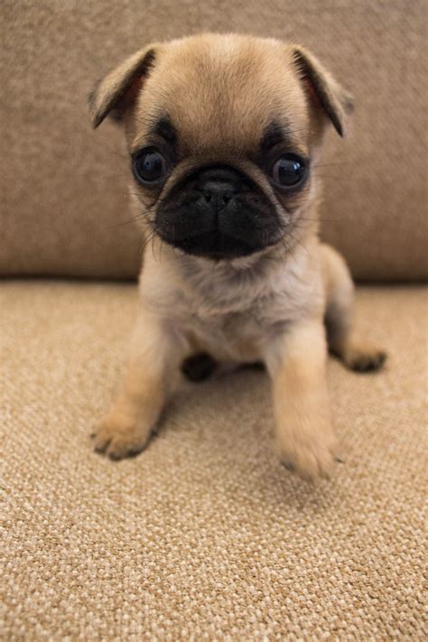 baby pug | Cute pugs, Baby pugs, Cute animals