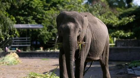 Gajah Sumatera | Gembira Loka Zoo