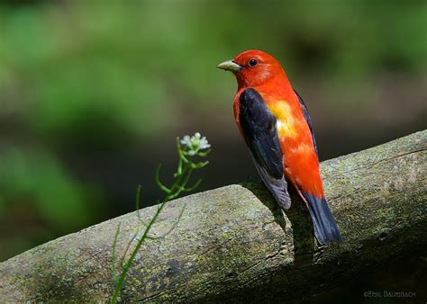 Scarlet Tanager | Great Bird Pics