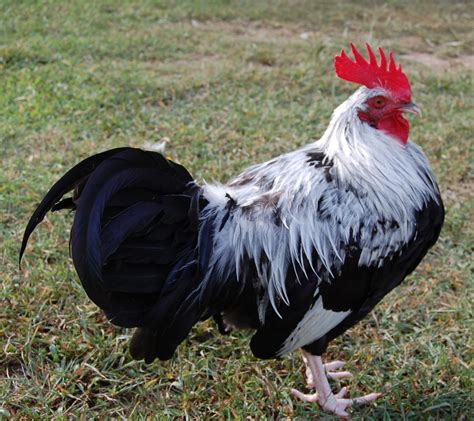 Dorkings Rooster | Fancy chickens, Dorking, Rooster breeds