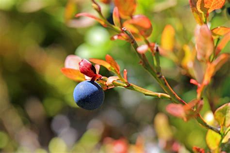 What Is A Bilberry - Information On Bilberry Growing And Bilberry Benefits