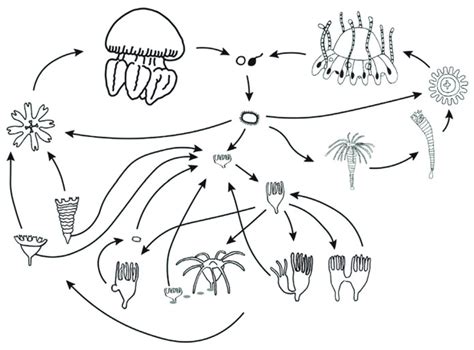 The Scyphozoan life cycle. Illustration: Hiroshi Miyake and Mai Watabe ...