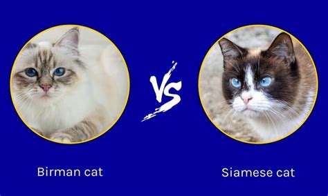 Birman Cat vs Siamese Cat: What Are The Differences?