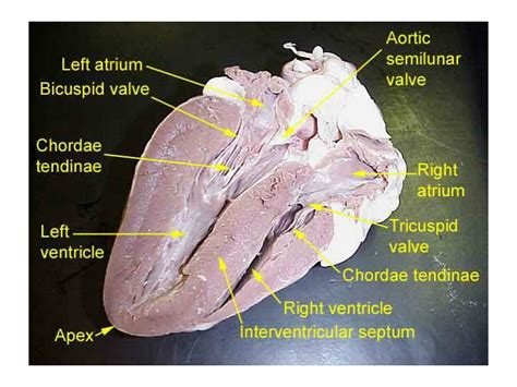 Sheep Heart Dissection Worksheet Answers