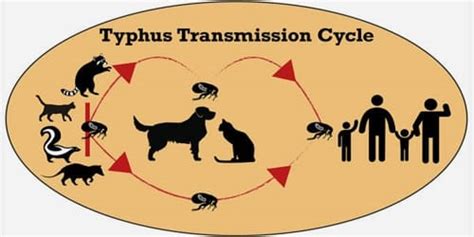 About Typhus - Assignment Point