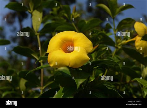 Allamanda flower hi-res stock photography and images - Alamy