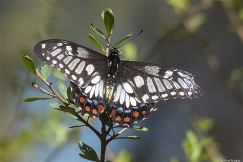 50 Butterfly Species in Australia - Insectic