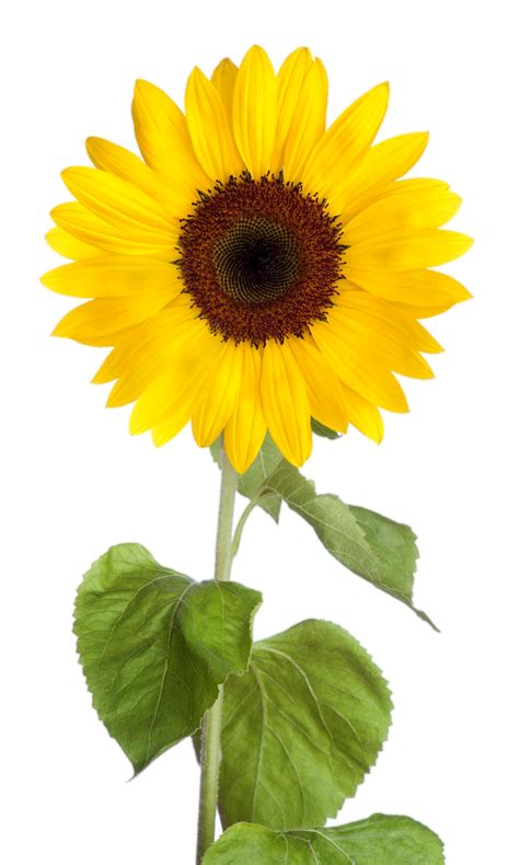 Common sunflower Desktop Wallpaper Clip art - sunflower leaf png download - 1008*1680 - Free ...