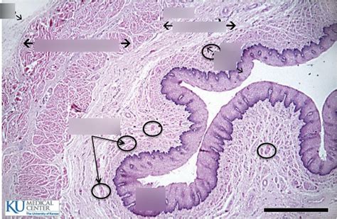 Esophagus Epithelium Histology