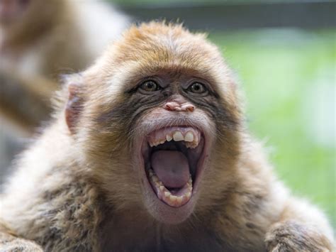 Funny macaque with big open mouth | Screaming animals, Animals, Funny animal videos