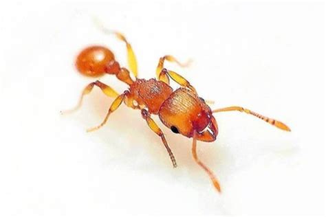 On the ant war (foot)path | North Queensland Register | QLD