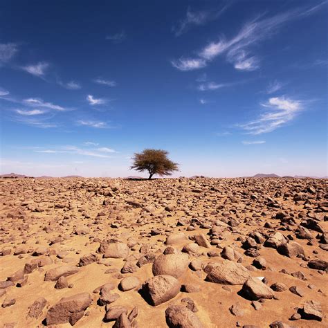 Lonely Tree At Sahara Desert by Taghit