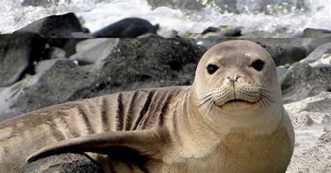 Hawaiian Monk Seal | Wild Life World