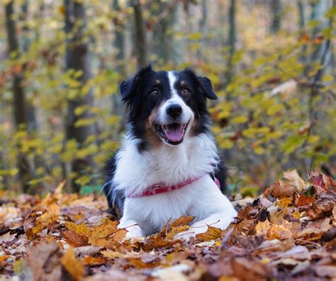 200+ Awesome Autumn Dog Names for Your Furry Fall Friend - DogVills