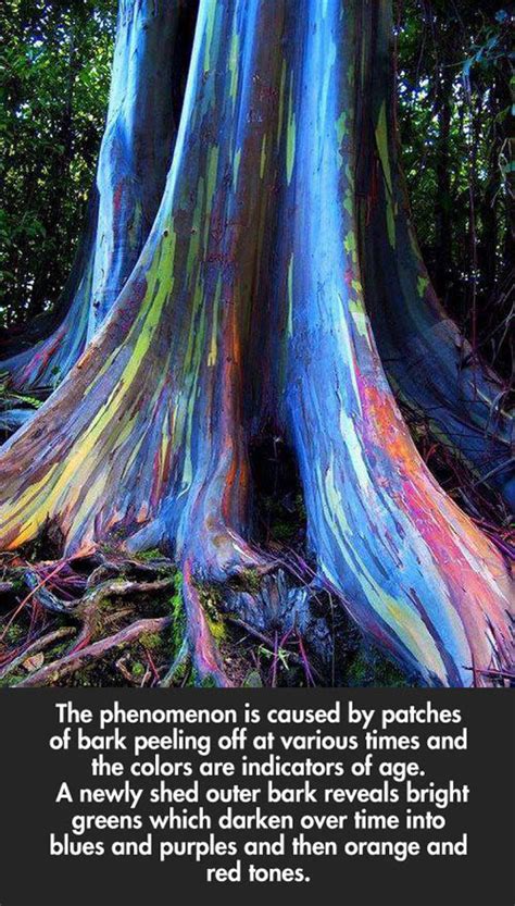 Rainbow Eucalyptus Trees In Hawaii