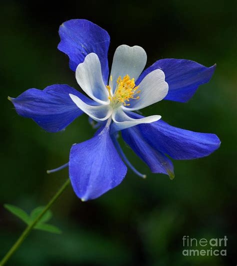 Colorado Blue Columbine Photograph by Kelly Black