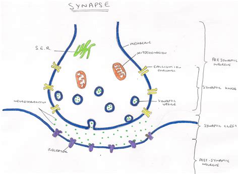 13.5 Synapses - a level biology student