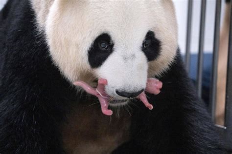 South Korean zoo welcomes giant panda twins, Panda