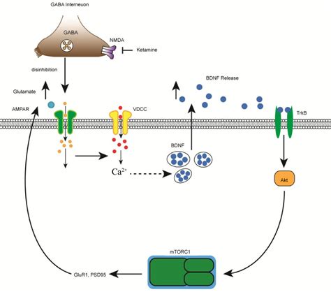 Antidepressants Mechanism Of Action