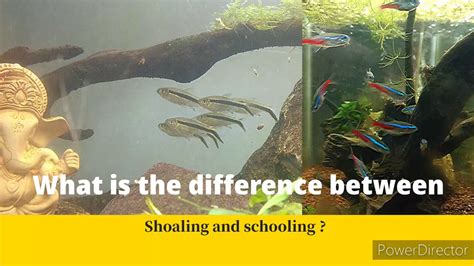 DIFFERENCE BETWEEN SHOALING AND SCHOOLING ? PSYCHOLOGY ON FISH | - YouTube