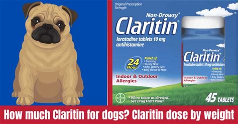 Is It Safe To Give A Dog Claritin