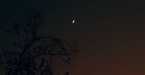 Silhouette of Tree During Night Time · Free Stock Photo