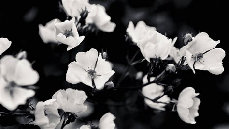 🔥 Download Black And White Aesthetic Bloomed Flowers Wallpaper by @nbell | Aesthetic Black ...