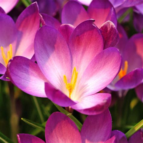 Learn How to Grow Saffron Crocus from Easy to Grow! – Easy To Grow Bulbs