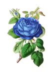 Vintage Rose Art Background Free Stock Photo - Public Domain Pictures